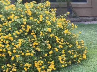 Bush Trimming by Juan Carlos Laurean Lozoya for Aymee B. in Chandler, AZ