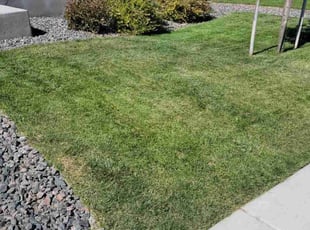 Weeding by Tiffany Higgins for Ernest H. in Colorado Springs, CO