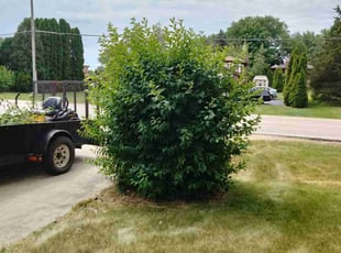 Bush Trimming by Michael Mosley for Andrew M. in Joliet, IL