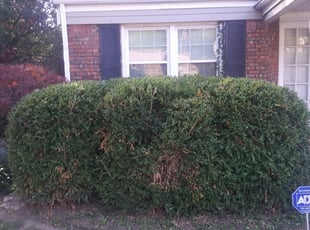 Bush Trimming by Demetrius Curry for Justin D. in Tulsa, OK