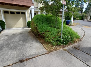Bush Trimming by Coben Varland for Eric S. in Bellevue, WA