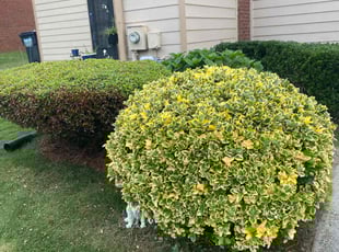 Bush Trimming by Malcolm Miles for Southern Homebuyers O. in Tucker, GA