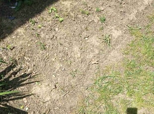 Kaylee J.'s Mulching service result