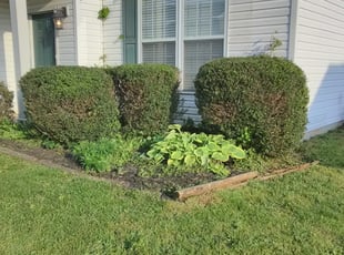 Bush Trimming by William Garcia for Tonia J. in Charlotte, NC
