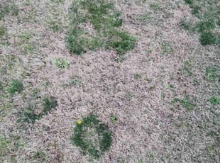 Leaf Removal by Nicole Royster for Jason E. in Chesapeake, VA