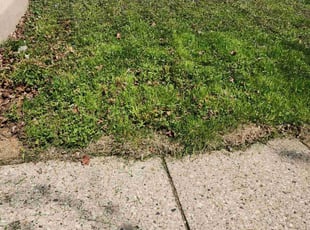 Weeding by Anthony Rieck for Olivia N. in Milwaukee, WI