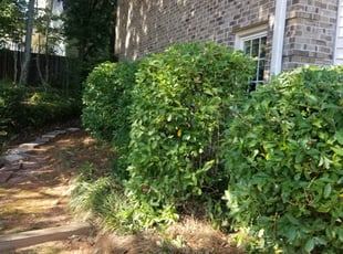 Bush Trimming by Christina Thomas for Greg R. in Suwanee, GA