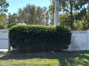Bush Trimming by Matthew Lanier for Nana H. in Saint Johns, FL