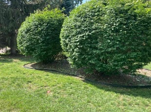 Bush Trimming by Michael White for Vannessa P. in West Bloomfield Township, MI