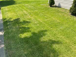 Kathy V.'s Lawn Mowing Service service result