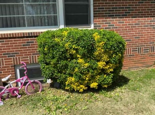 Bush Trimming by Nathaniel Stanley for Letha H. in Smyrna, GA