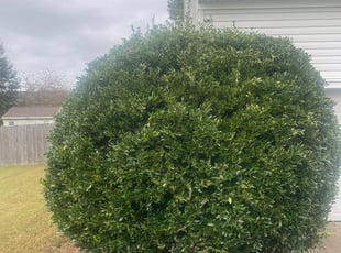 Bush Trimming by Deonte Mason for Deborah J. in Suffolk, VA