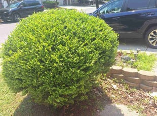 Bush Trimming by Jimmy Craighead for Sherry T. in Owings Mills, MD