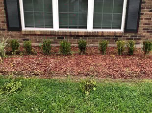 Bush Trimming by Robert Fournet for Christian B. in Baton Rouge, LA
