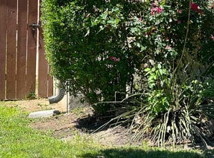 Bush Trimming by Yanela Rodriguez for Jon A. in Georgetown, TX