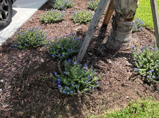 Weeding by Broderick Belvin for Denise M. in Bradenton, FL