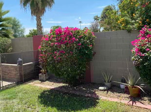 Bush Trimming by Bobby Parris for Matthew G. in Glendale, AZ