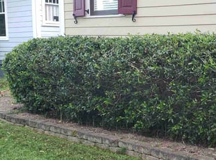 Bush Trimming by Bryan Osment for B P. in Spartanburg, SC