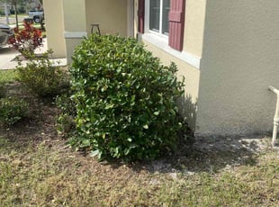 Bush Trimming by Rob Bowe for Rob G. in Plant City, FL