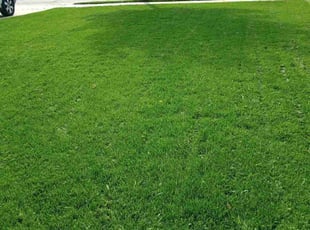 Allisha C.'s Grass Cutting service result