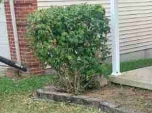 Bush Trimming by Elias Abrahim for Vanessa L. in Lexington, KY