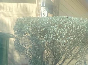 Bush Trimming by Vincent Harrison for Bobbie M. in San Antonio, TX