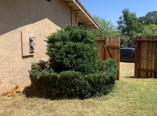 Bush Trimming by Jonathan Allen for Linda K J. in Rocklin, CA