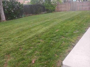 Bush Trimming by Kevin Mills for Amy D. in Arvada, CO