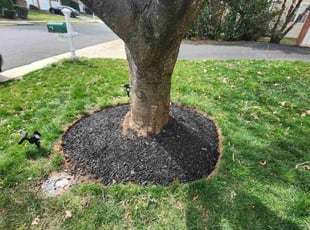 Weeding by Brayan Letona for Richard M. in Haymarket, VA