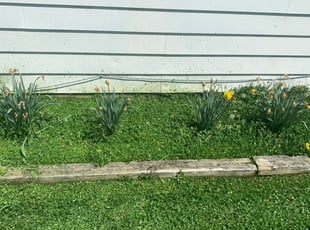 Weeding by Dylan Hodges for Amanda A. in Loveland, OH