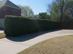 Bush Trimming by Kalin Morken for George W. in Keller, TX