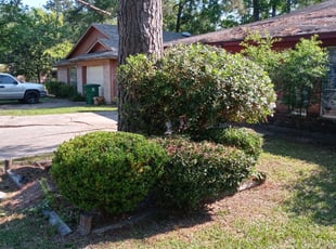 Bush Trimming by Sergio Martinez for Barbara J. in Houston, TX