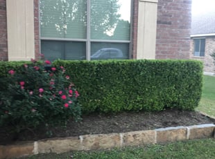 Bush Trimming by Chris Richey for Joe S. in Cedar Park, TX