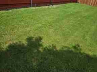 Rayjean E.'s Lawn Mowing service result