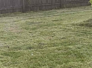 Nolan C. H.'s Grass Cutting service result