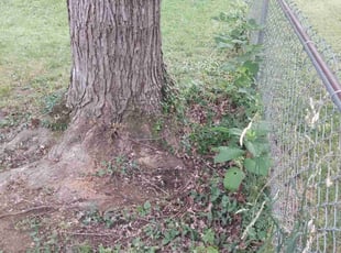 Leaf Removal by Damian Brossart for Phillip B. in Cincinnati, OH