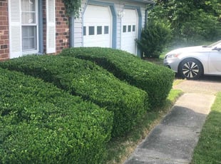 Bush Trimming by James Meredith jr for Bilal A. in Petersburg, VA