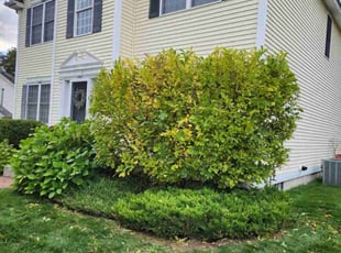 Bush Trimming by Brian Tompkins for David R. in Merrimack, NH