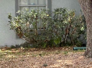 Bush Trimming by Charles Howard for Mark W. in Tampa, FL