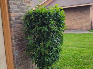 Bush Trimming by Juan Bautista for James W. in La Porte, TX