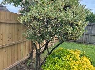 Bush Trimming by Casey Moseley for Camelia G. in Hampton, VA