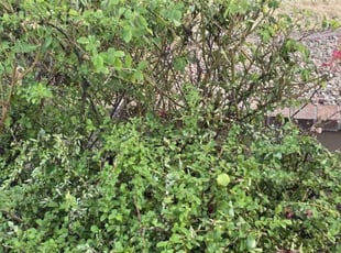 Alexis P.'s Bush Trimming service result