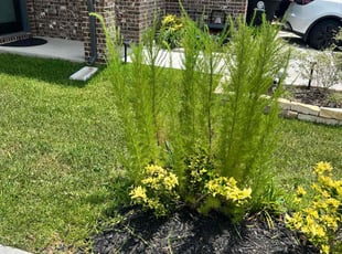 Bush Trimming by Nancy Rodriguez for Cristal S. in Houston, TX
