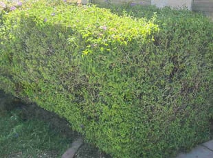 Bush Trimming by Chris Hawk for Andrew N. in Phoenix, AZ