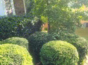 Bush Trimming by Chris Towery for Marcel B. in Loganville, GA