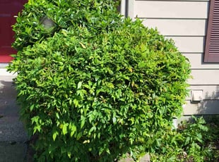 Bush Trimming by Daniel Meehan for Donald K. in Parkville, MD