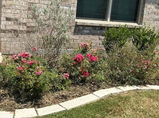 Weeding by Osmin Salvador for Masood K. in Lavon, TX