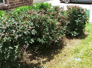 Bush Trimming by Derek Schoenfeld for Kimberley P. in San Antonio, TX