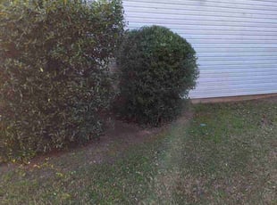 Bush Trimming by Marsha Cooper for Karen K. in Dacula, GA