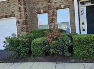 Bush Trimming by Rose Valle for Michael C. in Bristow, VA